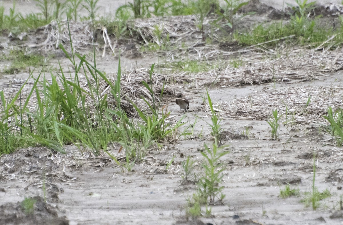 Golondrina Aserrada - ML61733561