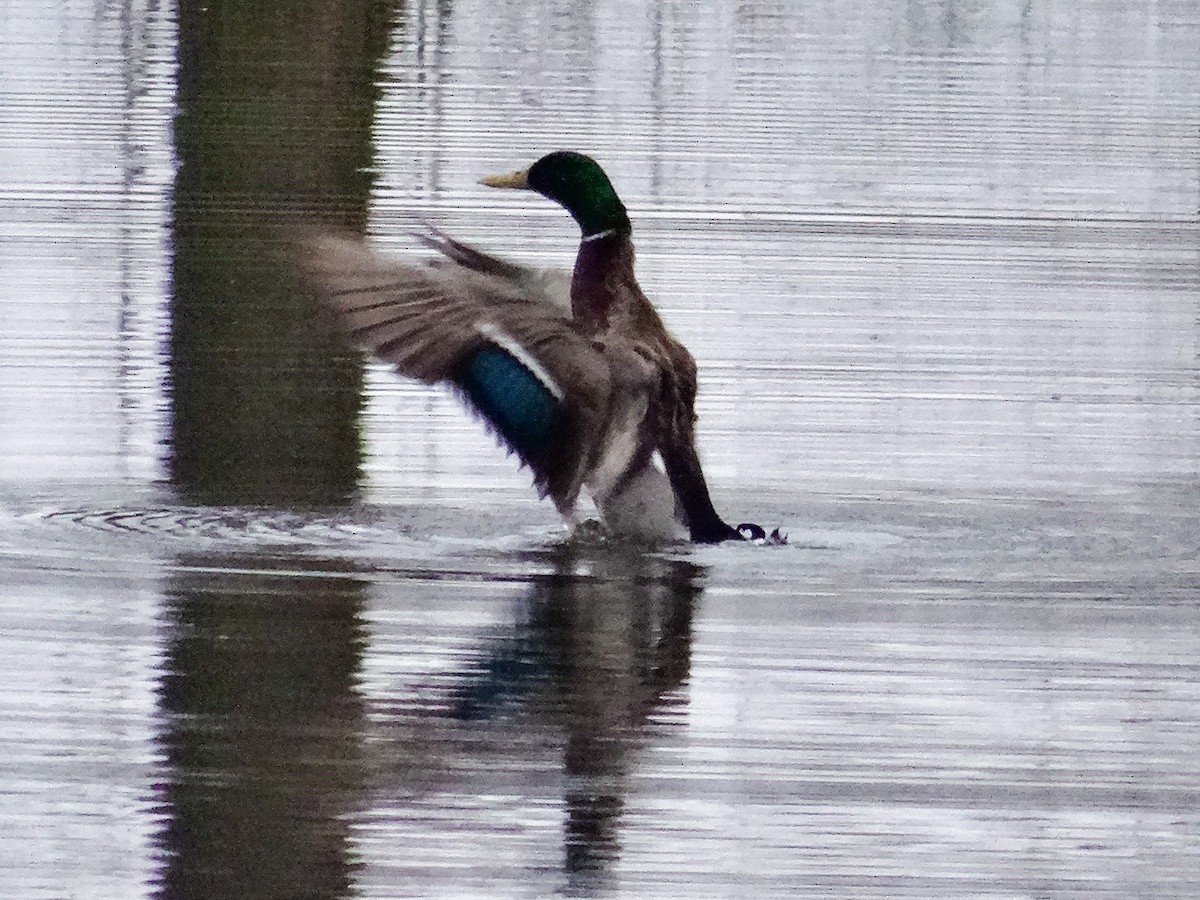 Mallard - John Tollefson