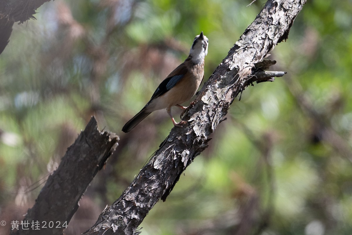 Eurasian Jay - Shigui Huang