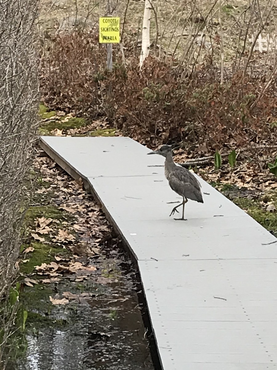 Yellow-crowned Night Heron - Marian Zimmerman