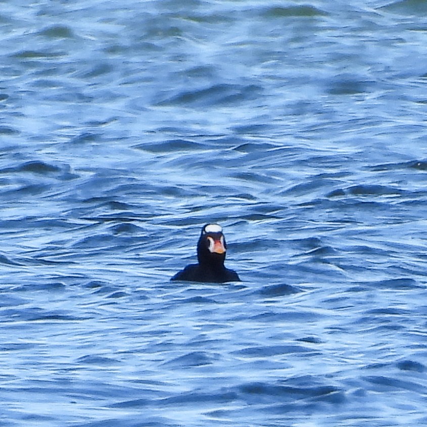 Surf Scoter - ML617335635