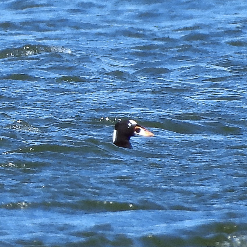 Surf Scoter - ML617335636