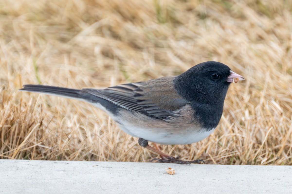 Dark-eyed Junco (Oregon) - ML617335639