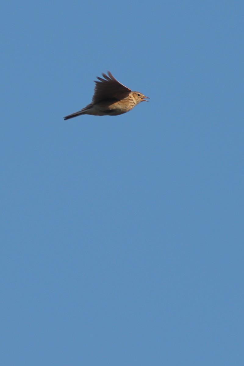 Eurasian Skylark - ML617335689