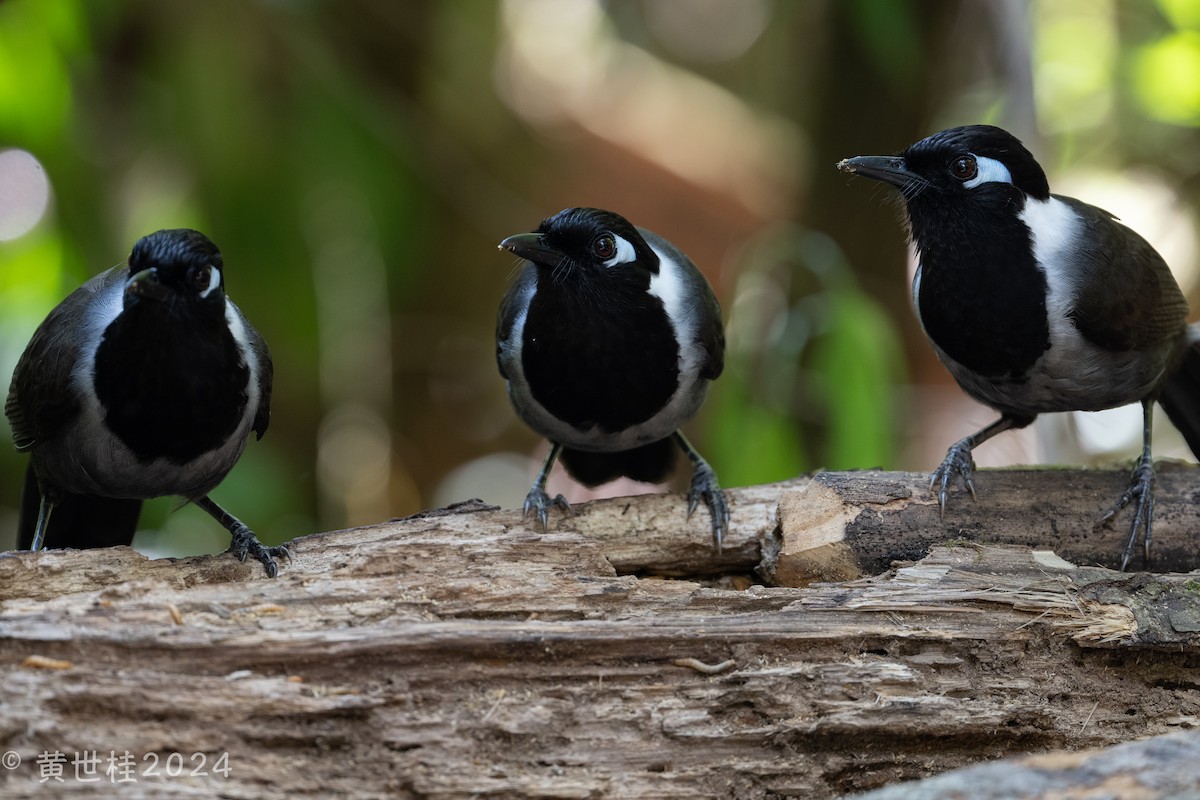 Black-hooded Laughingthrush - ML617335693