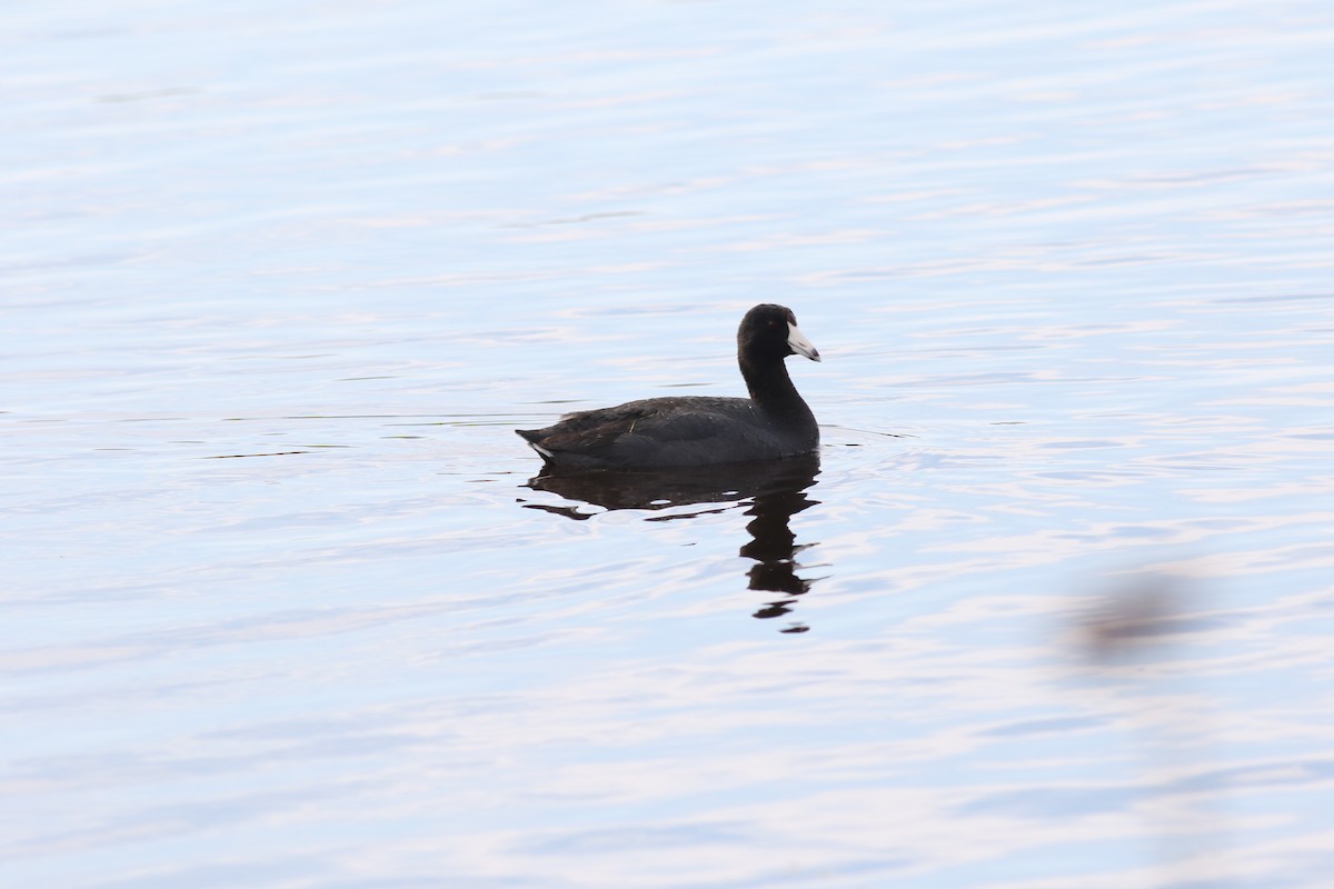 American Coot (Red-shielded) - ML617335706