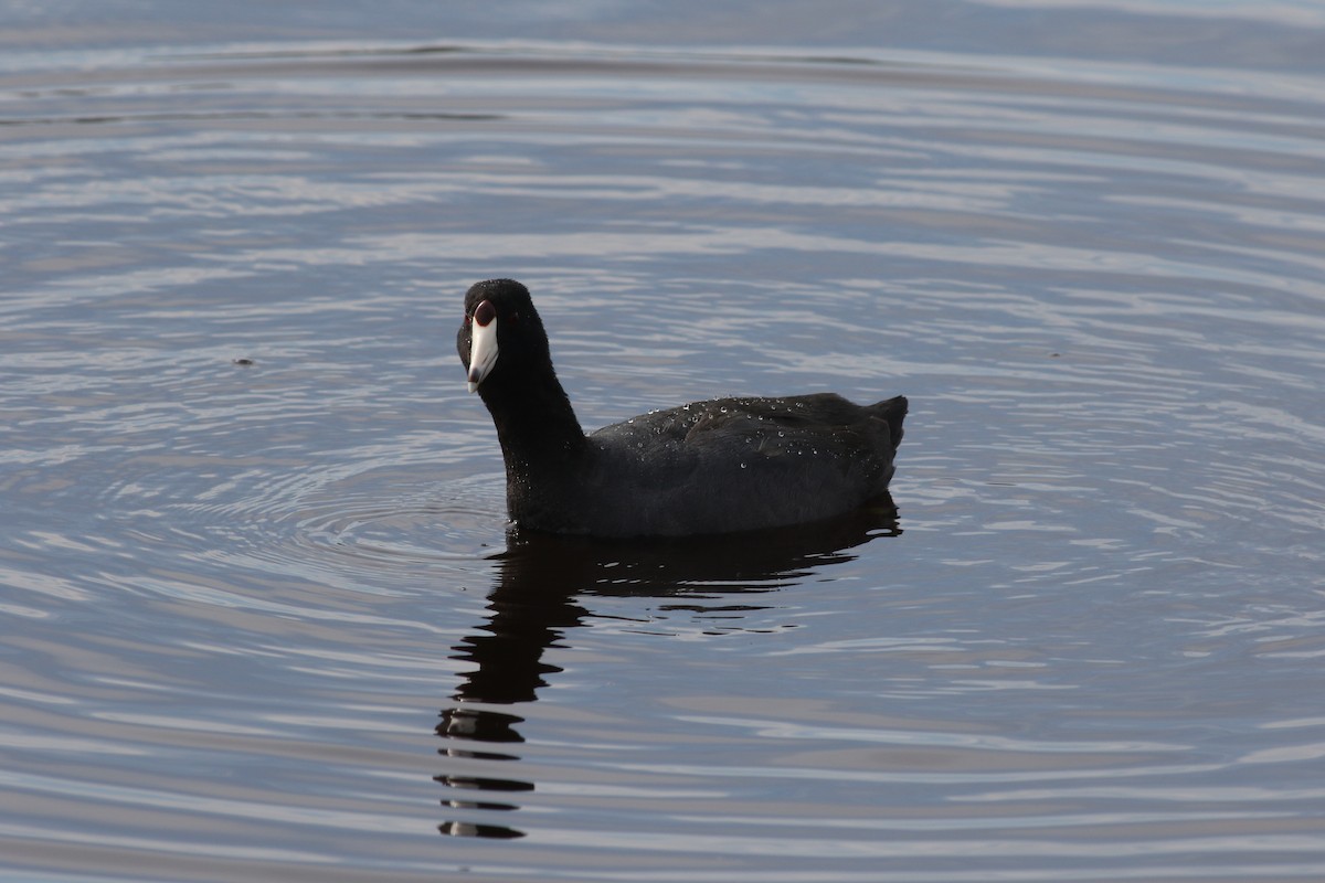 American Coot (Red-shielded) - ML617335709