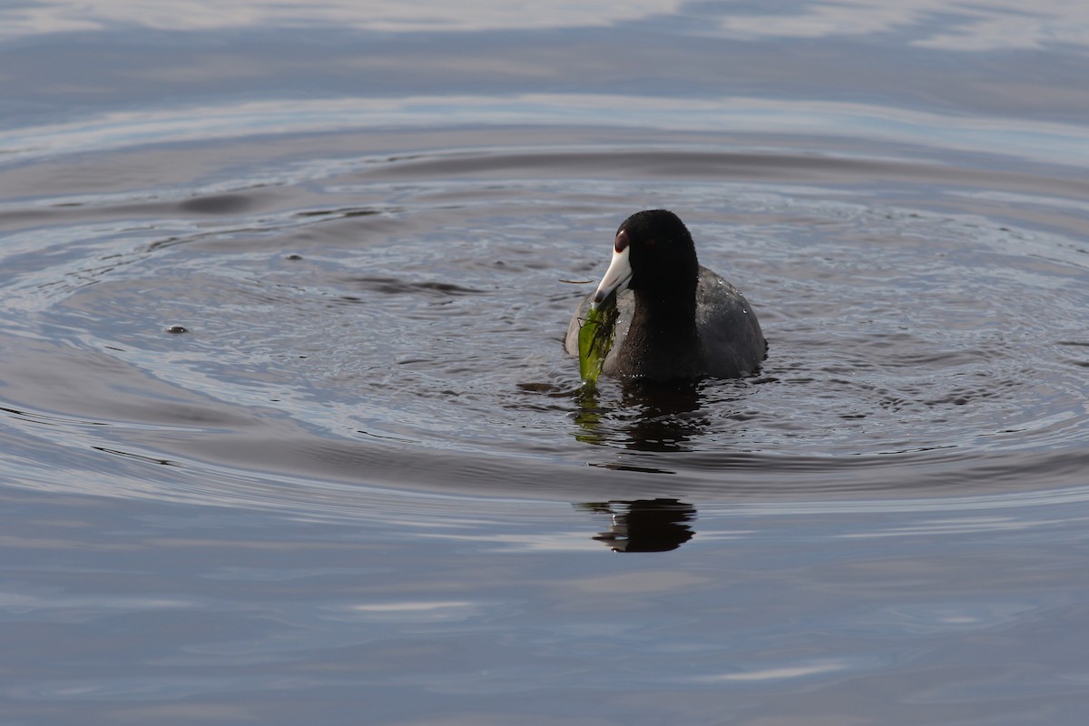 American Coot (Red-shielded) - ML617335710