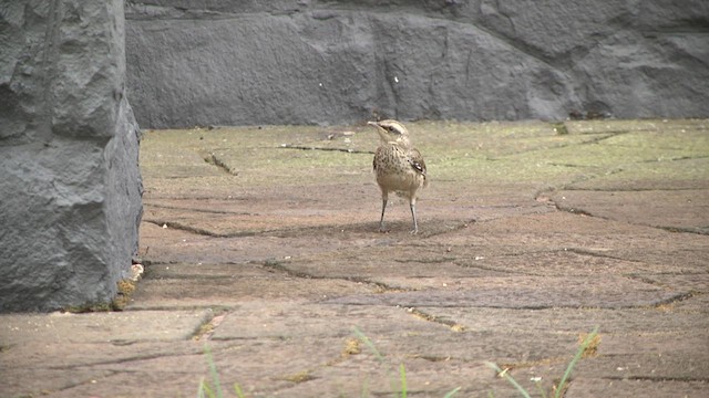 Chalk-browed Mockingbird - ML617335740