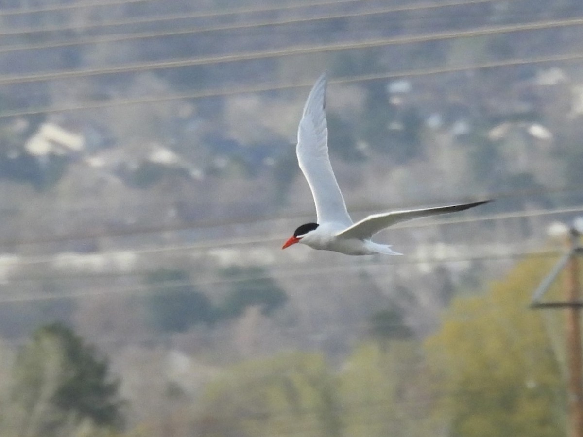 Caspian Tern - ML617335744