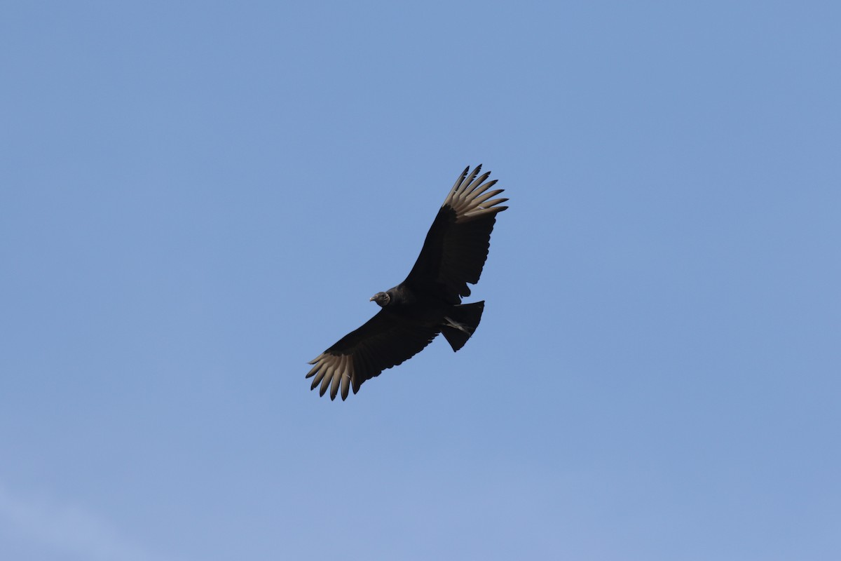 Black Vulture - ML617335821