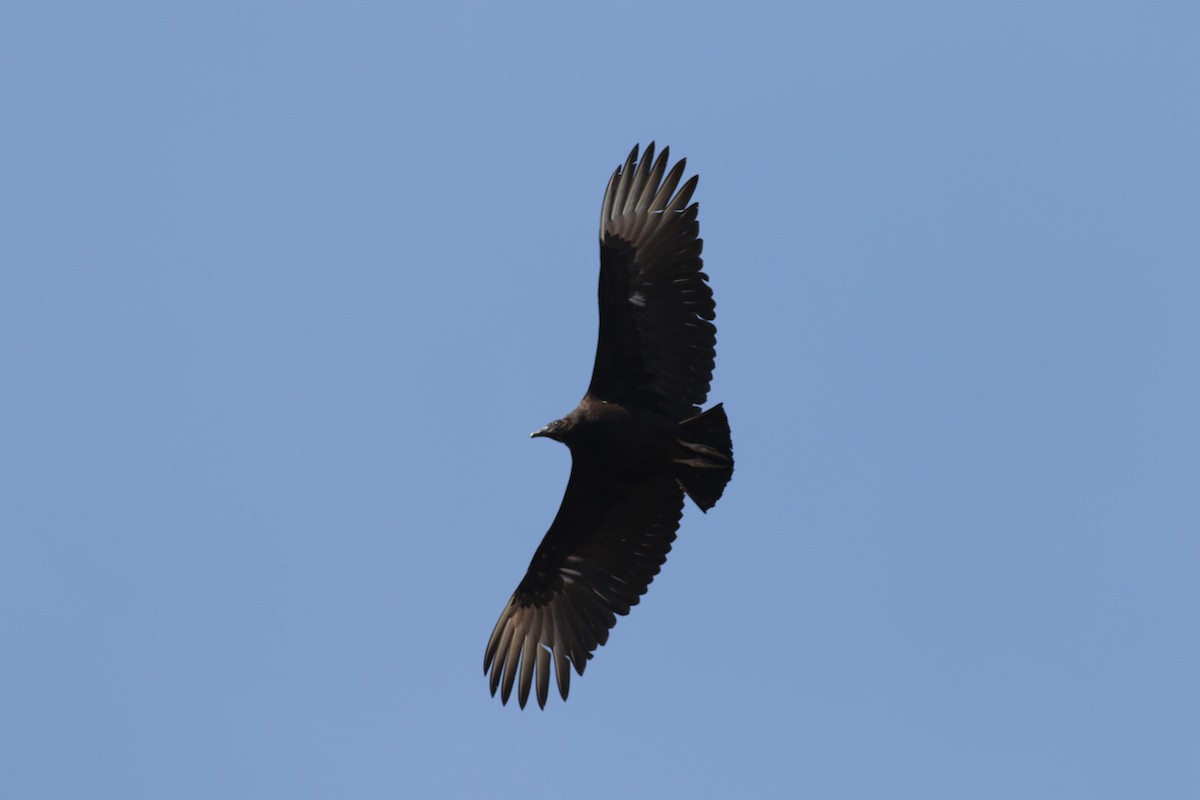 Black Vulture - ML617335822