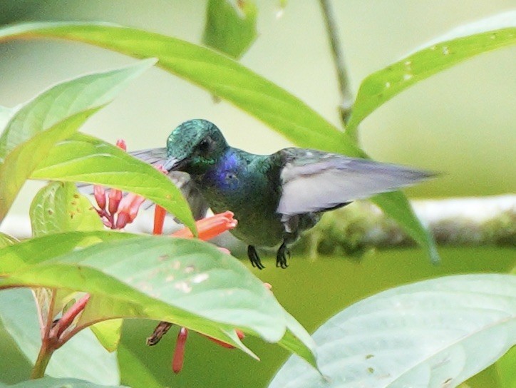 Blue-chested Hummingbird - ML617335942