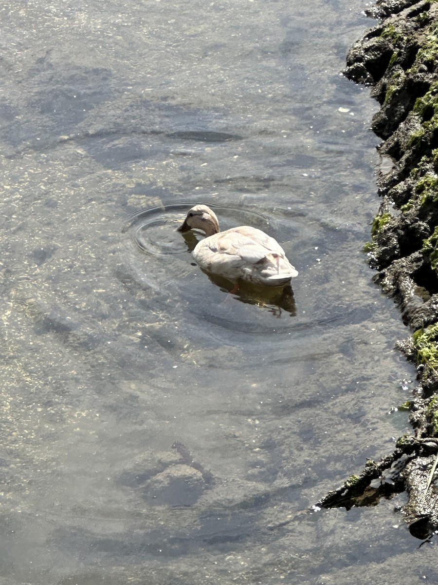 Mallard - Cheryl Foster