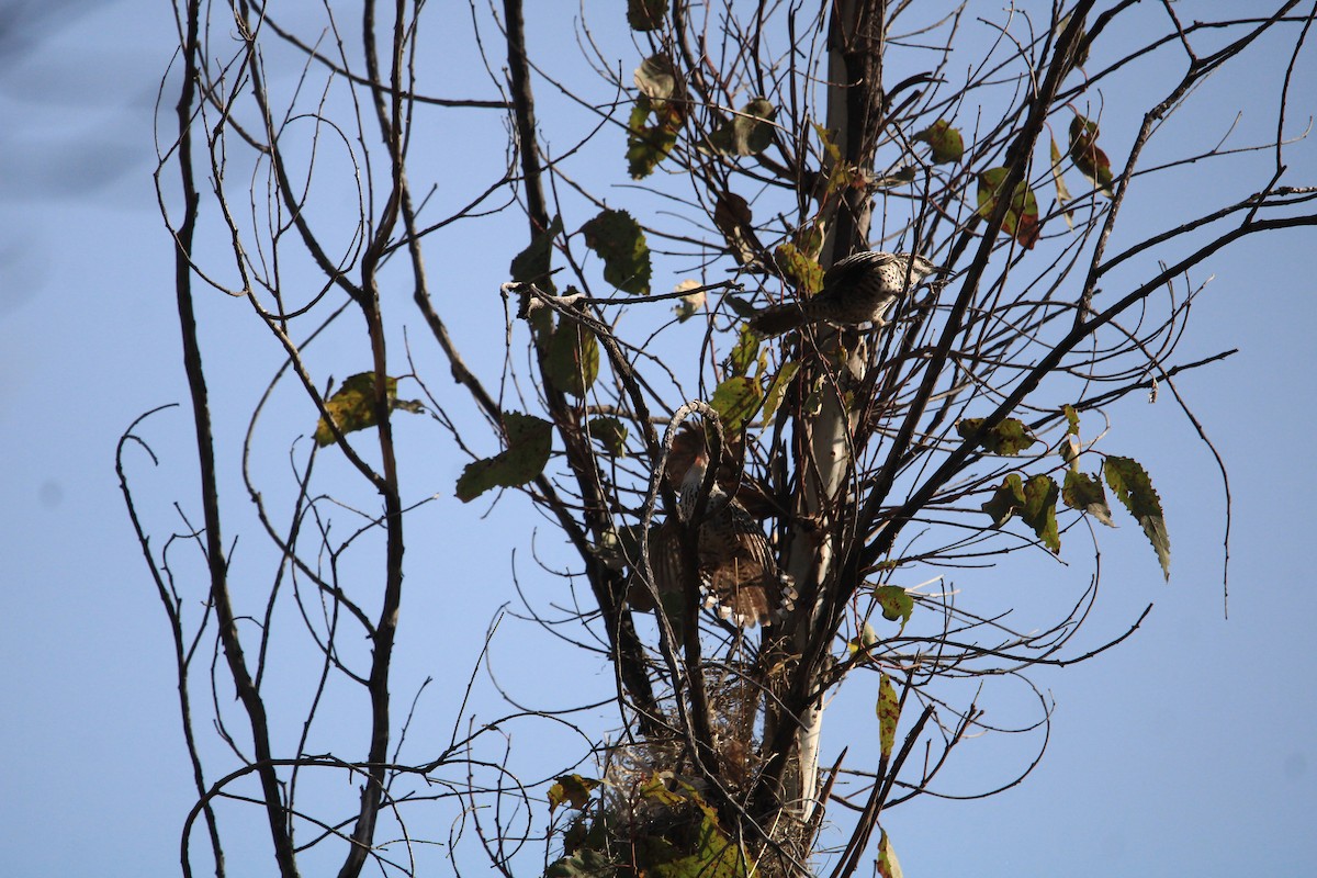 Boucard's Wren - ML617335956