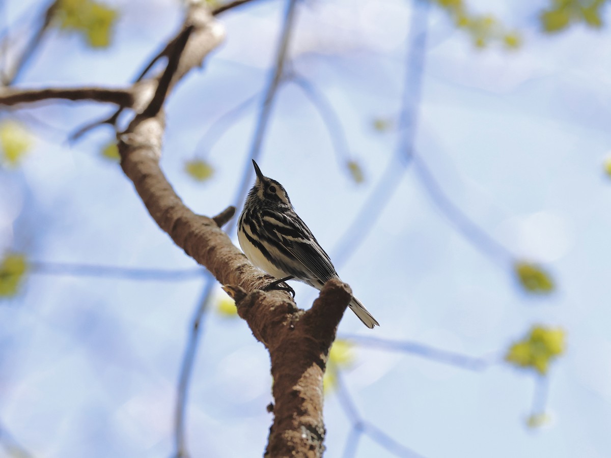 Black-and-white Warbler - Yacho Mashuu