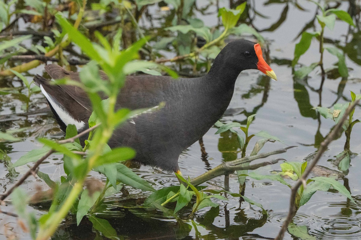 Common Gallinule - ML617336007