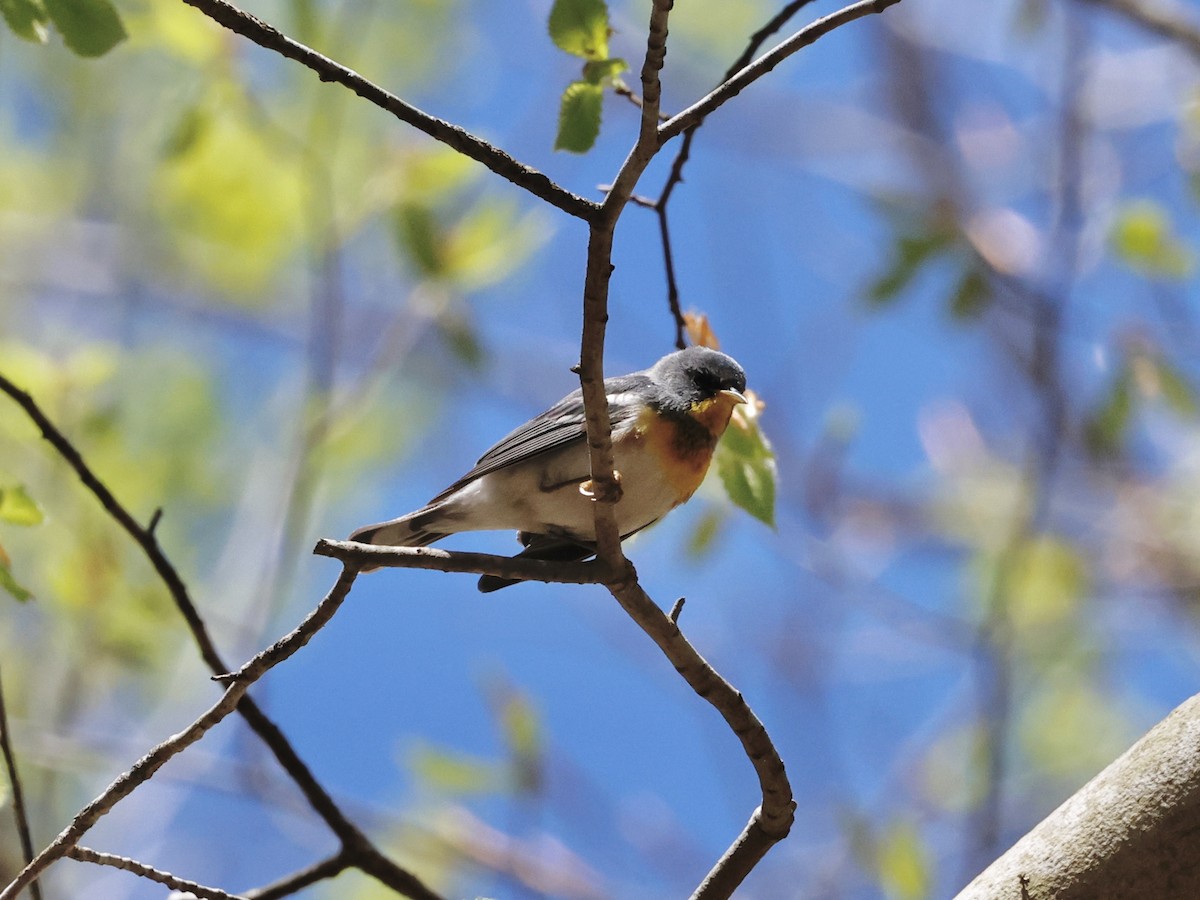 Northern Parula - Yacho Mashuu