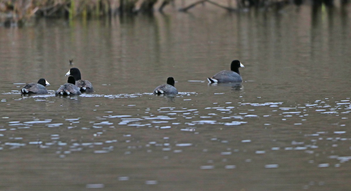 American Coot - ML617336074