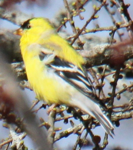 American Goldfinch - ML617336124