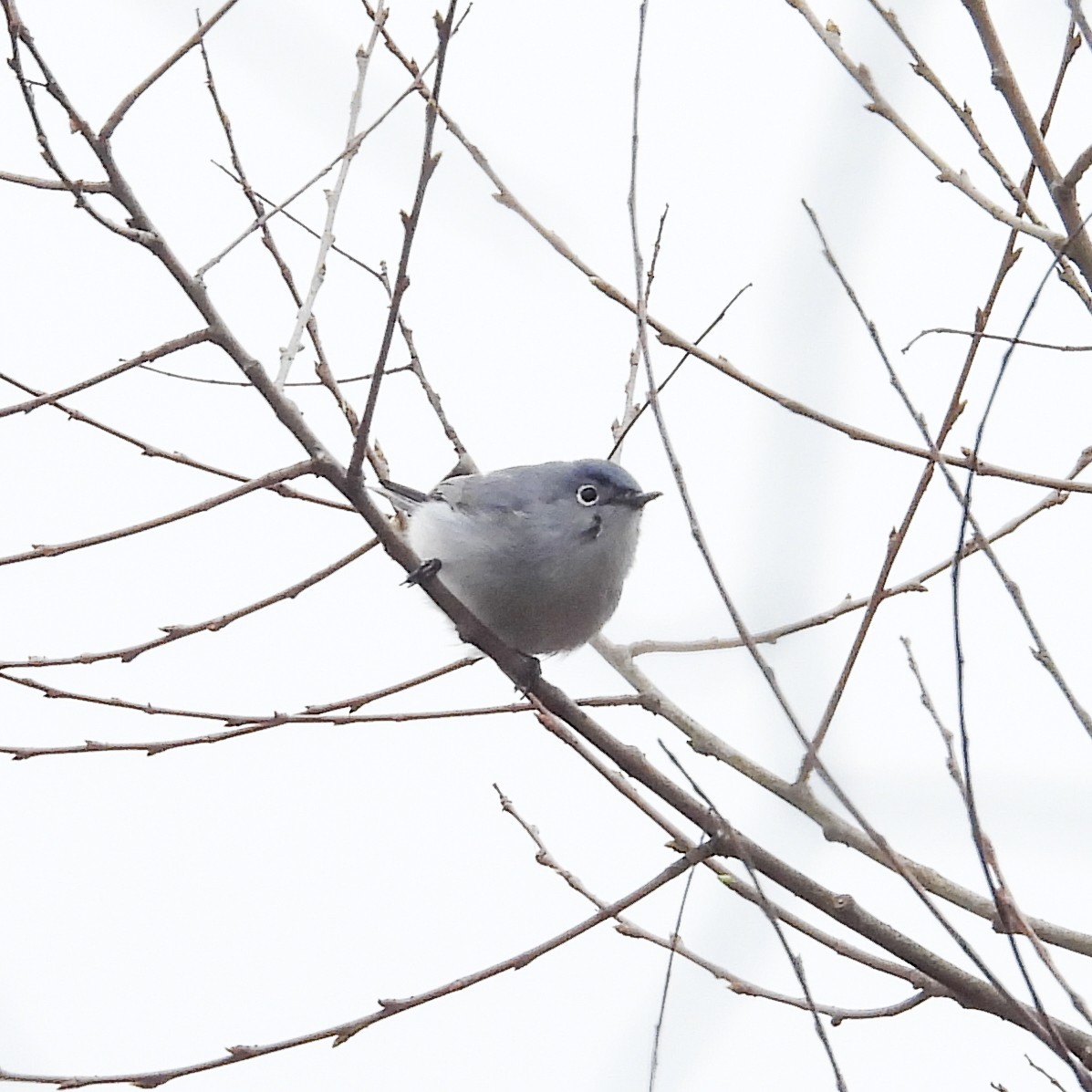 Gobemoucheron gris-bleu - ML617336143