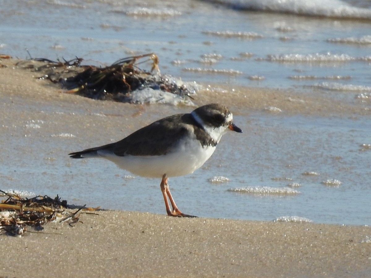 Semipalmated Plover - ML617336192