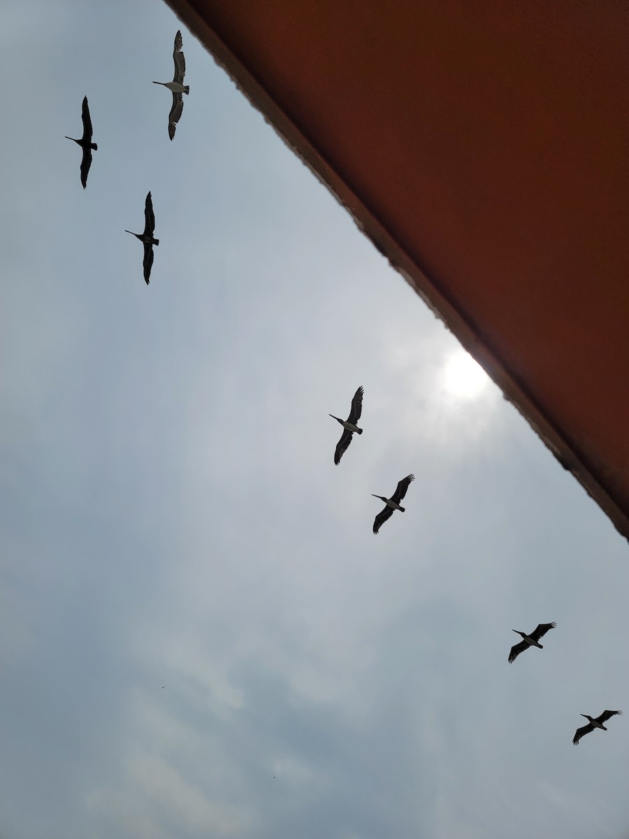 pelikán hnědý - ML617336197