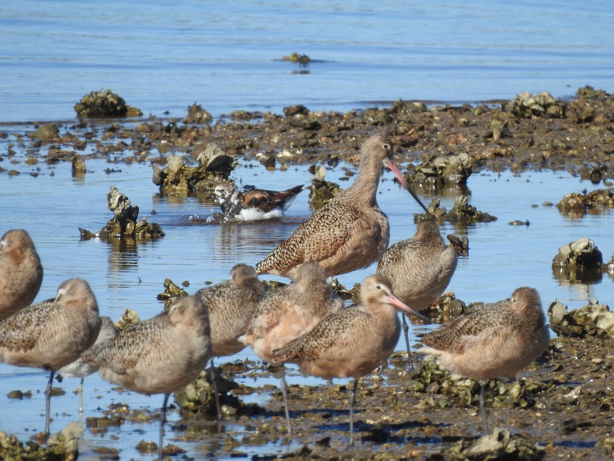 Marbled Godwit - ML617336216