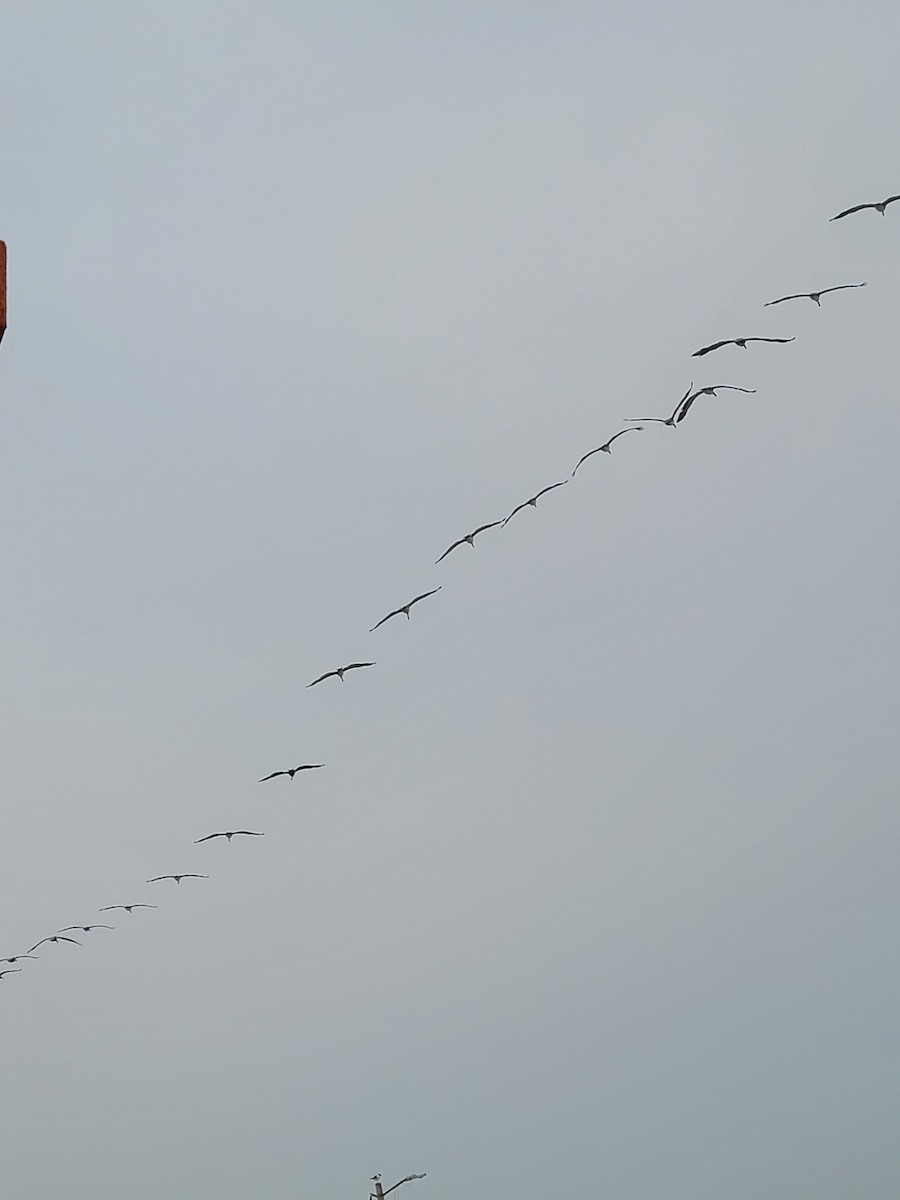 pelikán hnědý - ML617336220