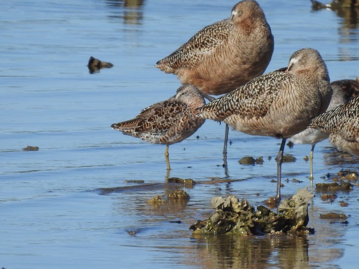 Short-billed Dowitcher - ML617336232