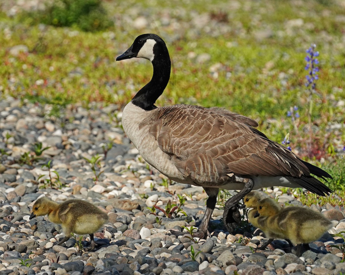 Canada Goose - Barbara Leary