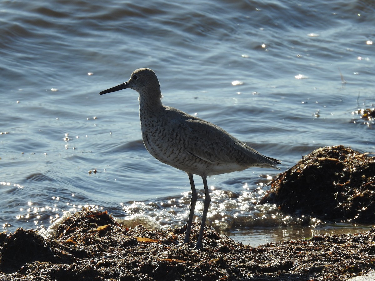 Willet - ML617336248