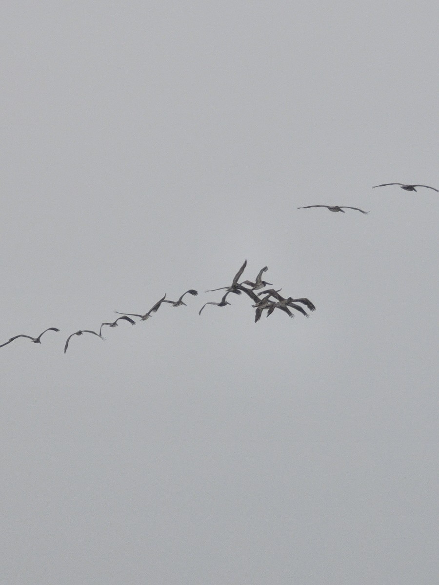 pelikán hnědý - ML617336262