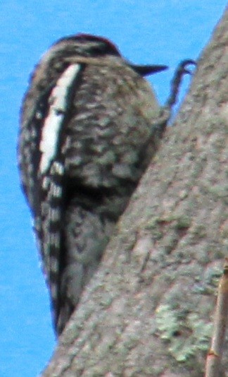 Yellow-bellied Sapsucker - Samuel Harris