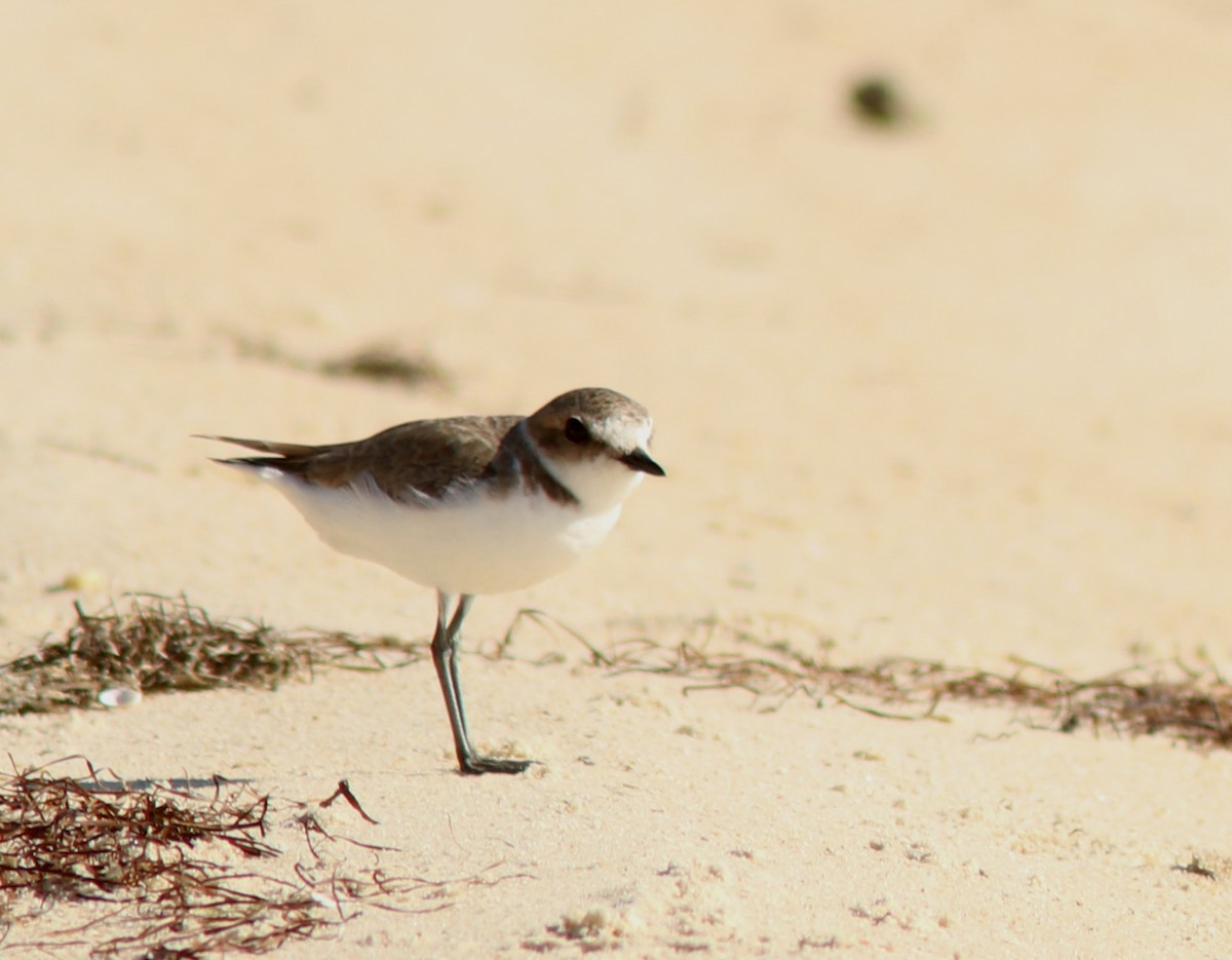 Kentish Plover - Real Gauthier