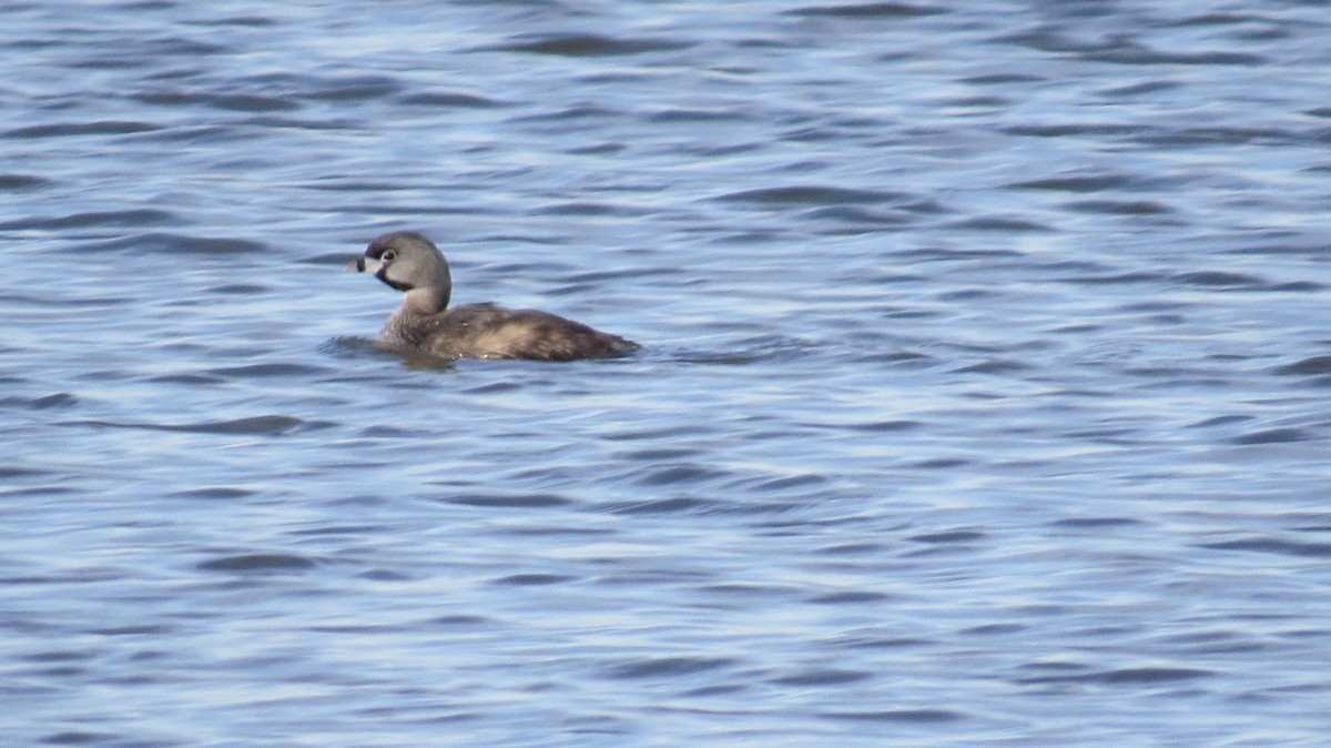 Pied-billed Grebe - ML617336303