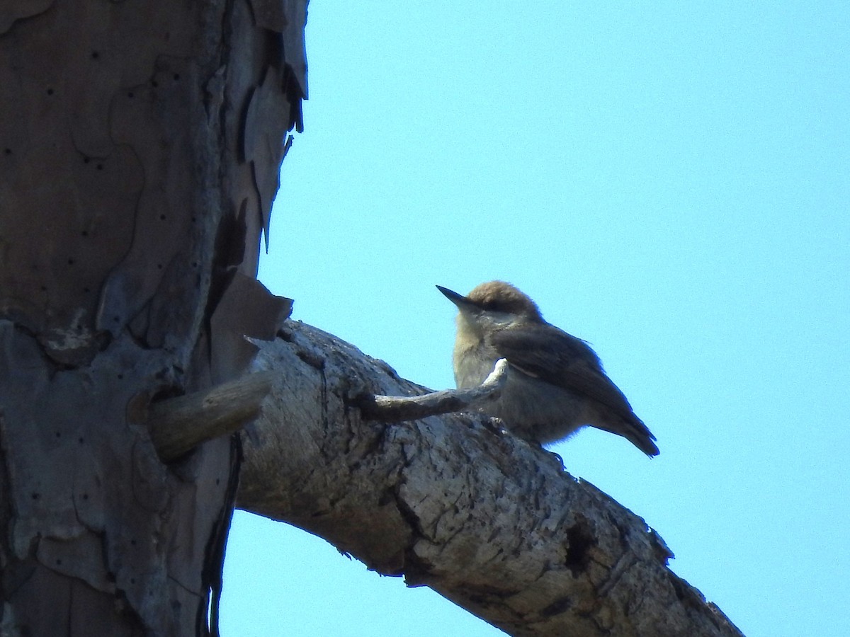 Brown-headed Nuthatch - ML617336309