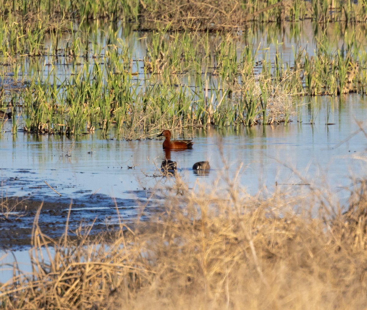 Cinnamon Teal - ML617336311