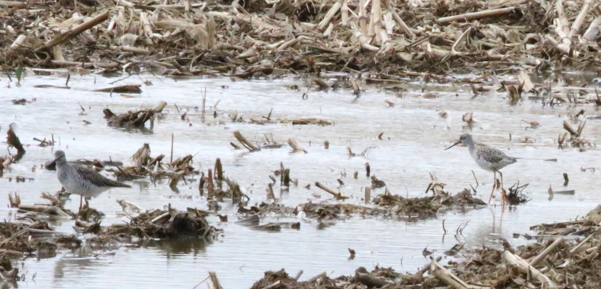 Greater Yellowlegs - ML617336314