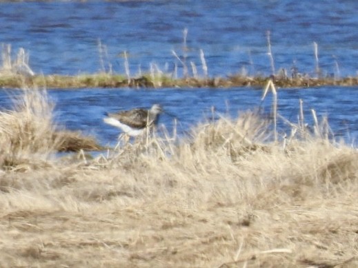 Greater Yellowlegs - ML617336317