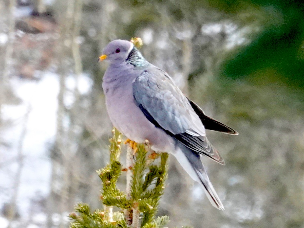 Band-tailed Pigeon - Thomas Jackman