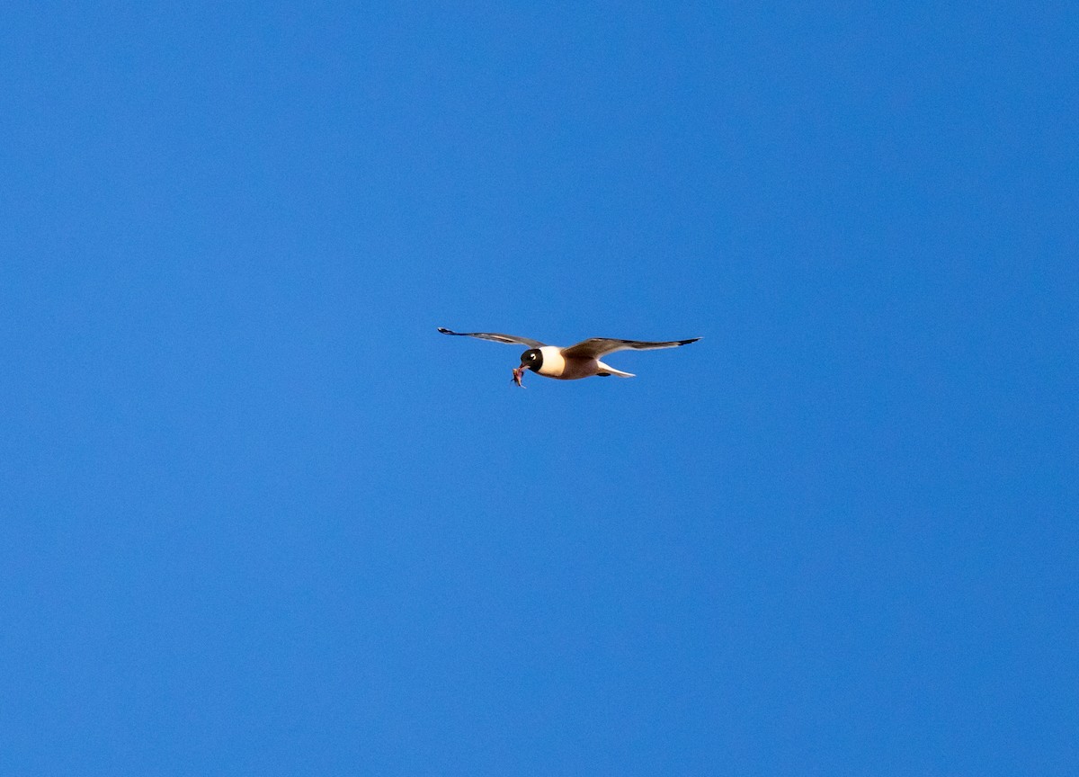 Mouette de Franklin - ML617336332