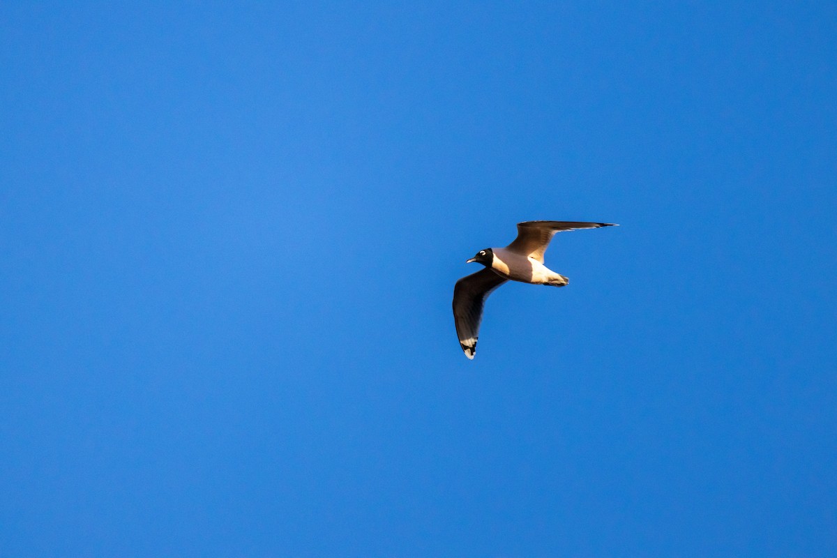 Franklin's Gull - ML617336335