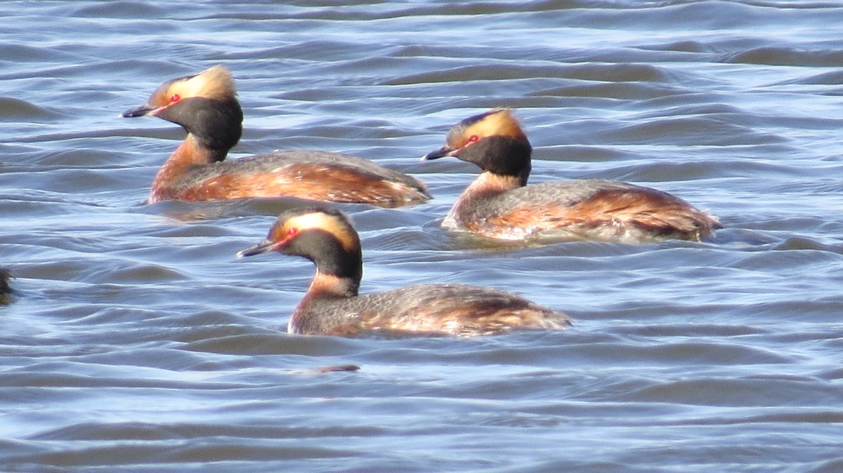 Horned Grebe - ML617336343