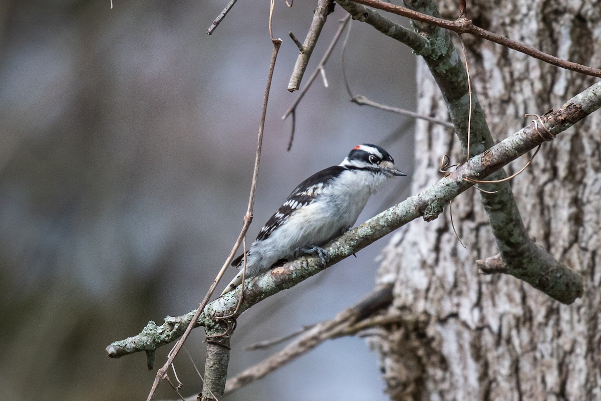 Yumuşak Tüylü Ağaçkakan (pubescens/medianus) - ML617336345