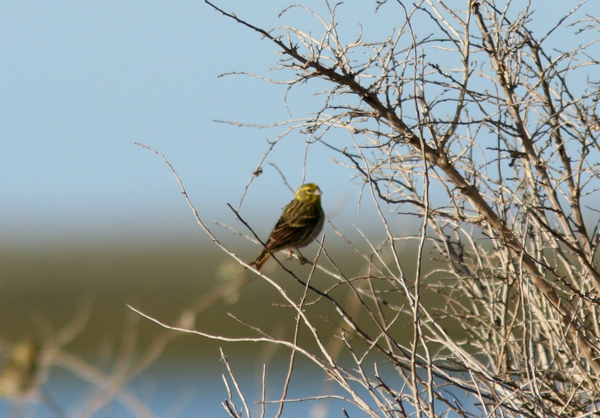 European Serin - Real Gauthier