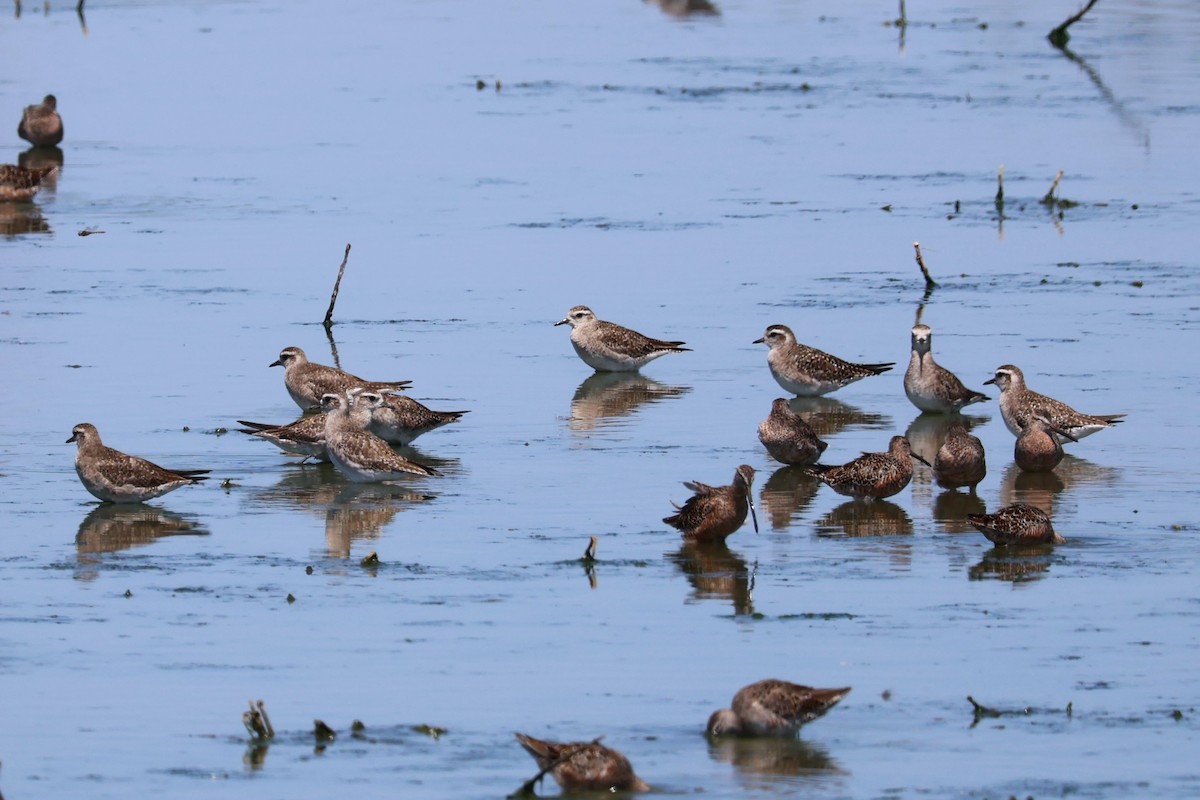 American Golden-Plover - ML617336374