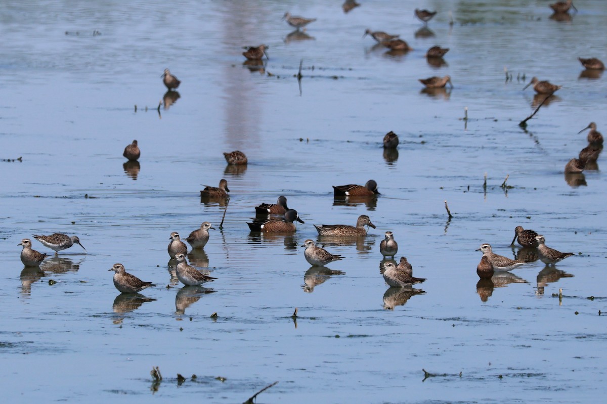 American Golden-Plover - ML617336377