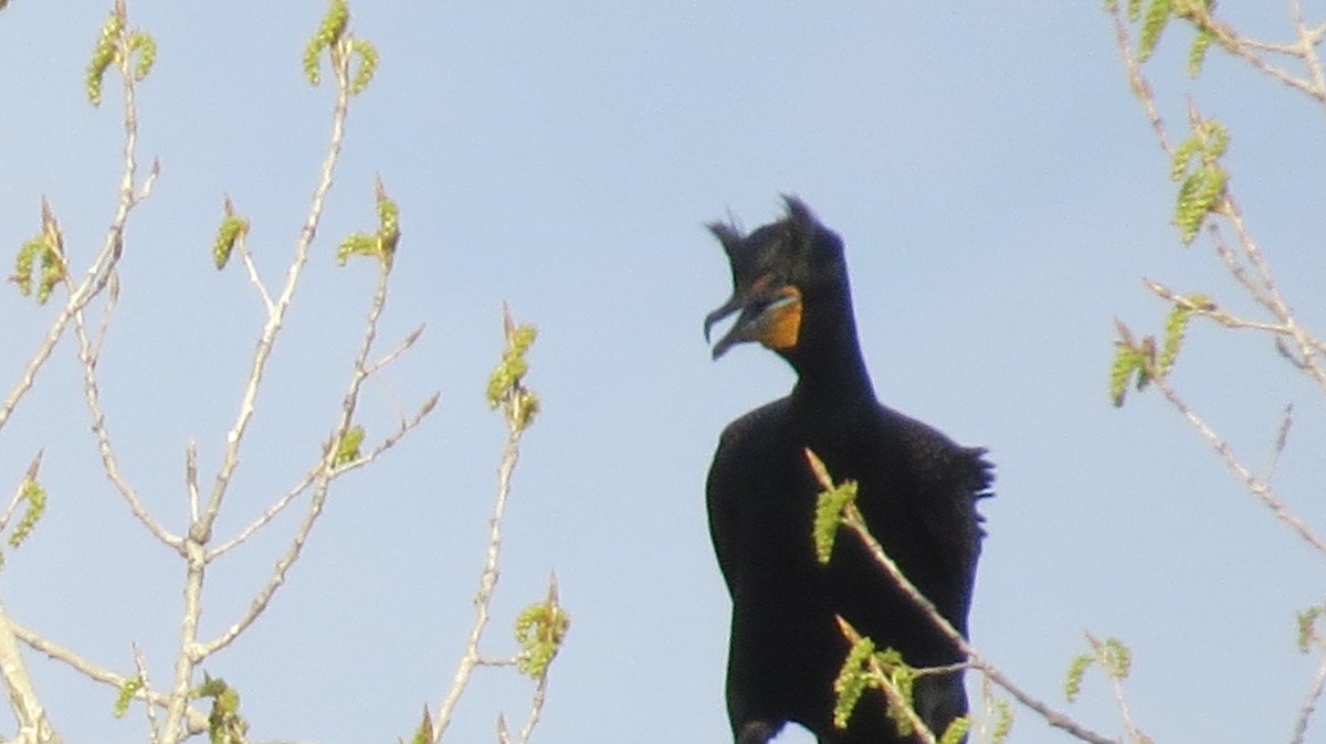 Double-crested Cormorant - ML617336395