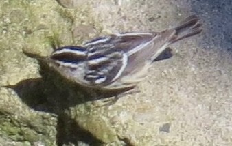 lesňáček černobílý - ML617336424